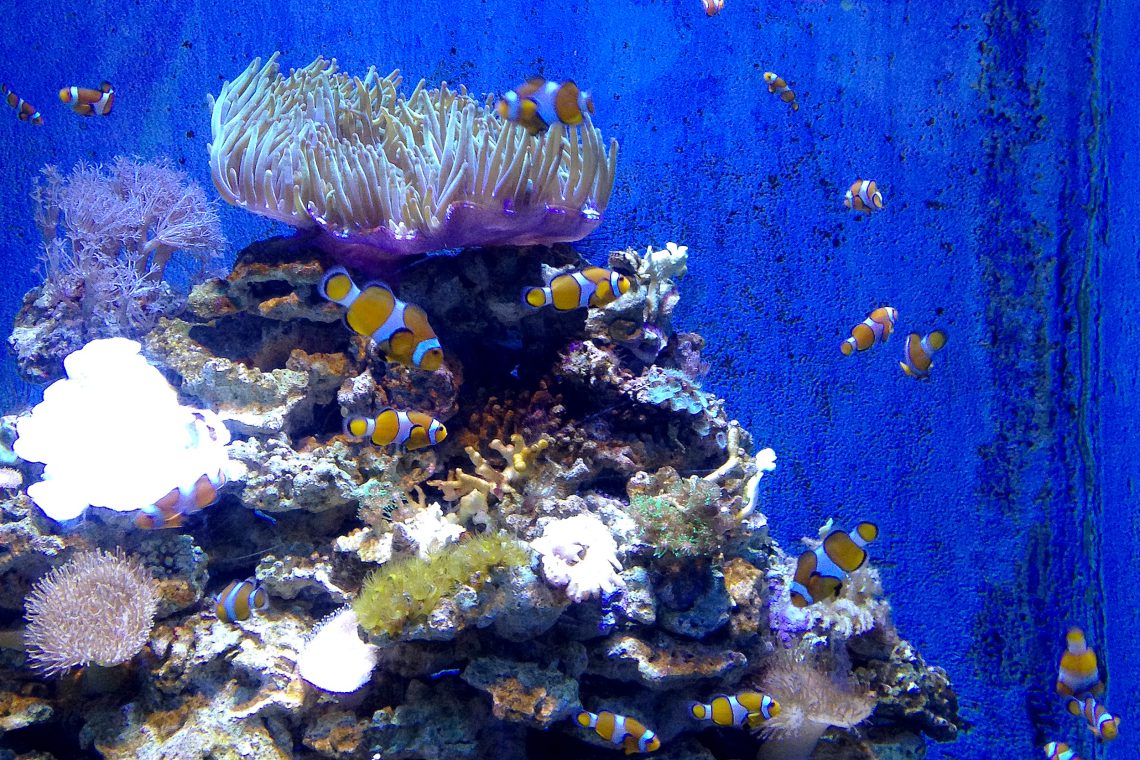 L’Aquàrium Barcelona