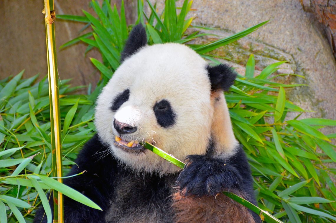 panda san diego zoo