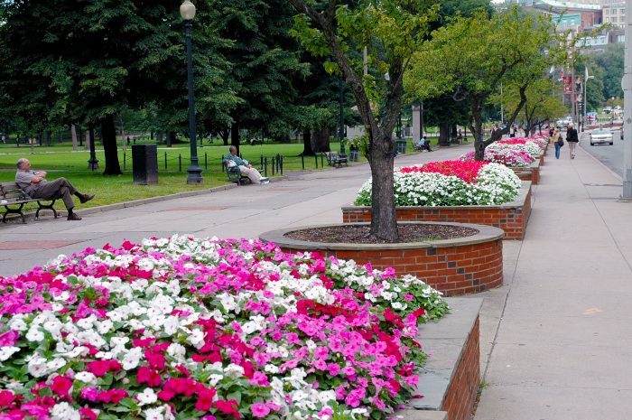 boston common