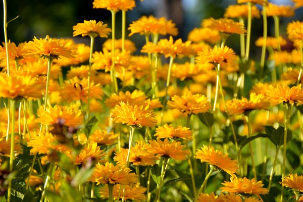 sommarplaner