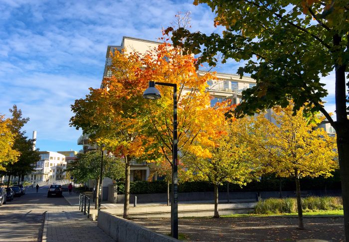 hammarby sjöstad höstfärger