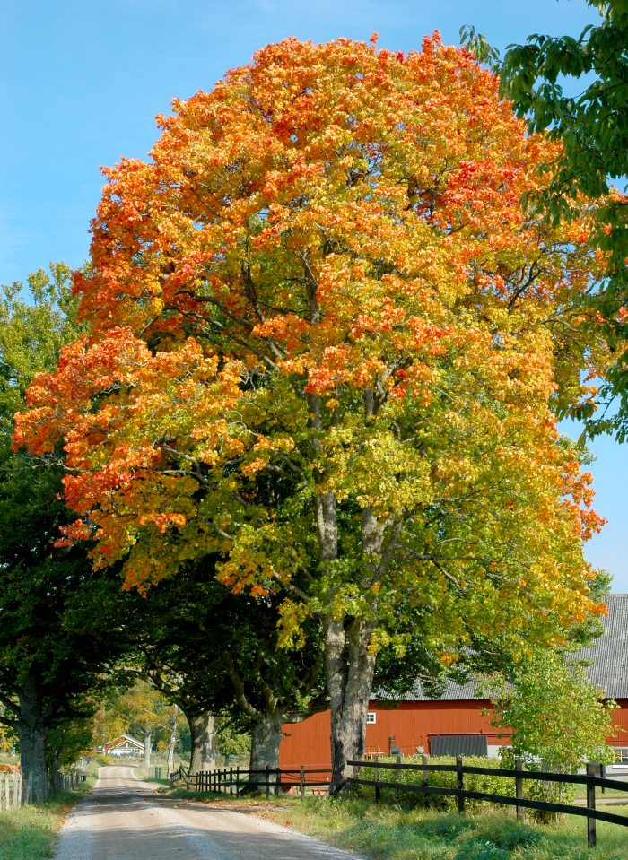 höstfärger blogg