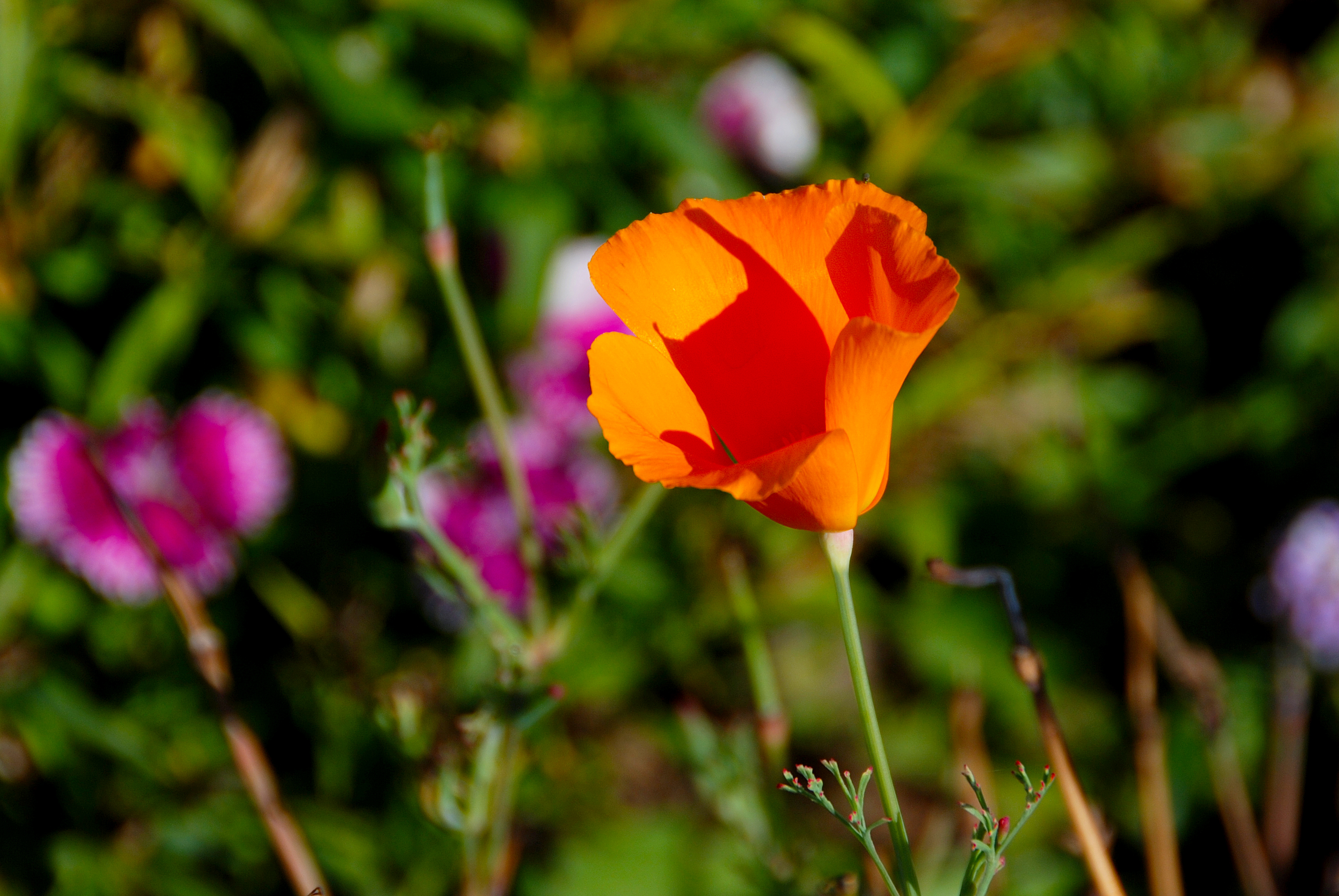 california poppy