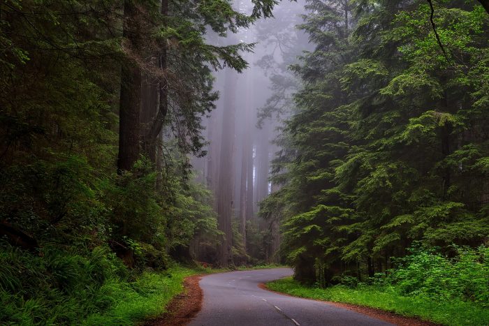 Redwood National Park.