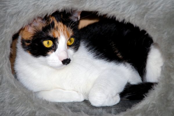 Att resa bort när man har katt