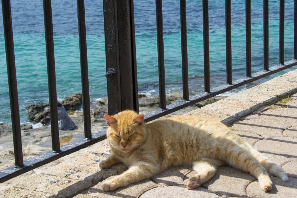 Katt Independence Park Malta