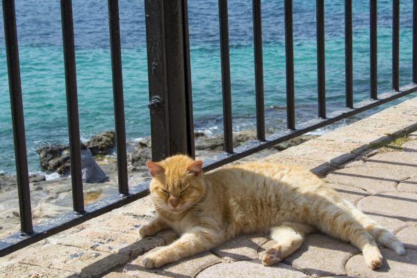 Katt Independence Park Malta
