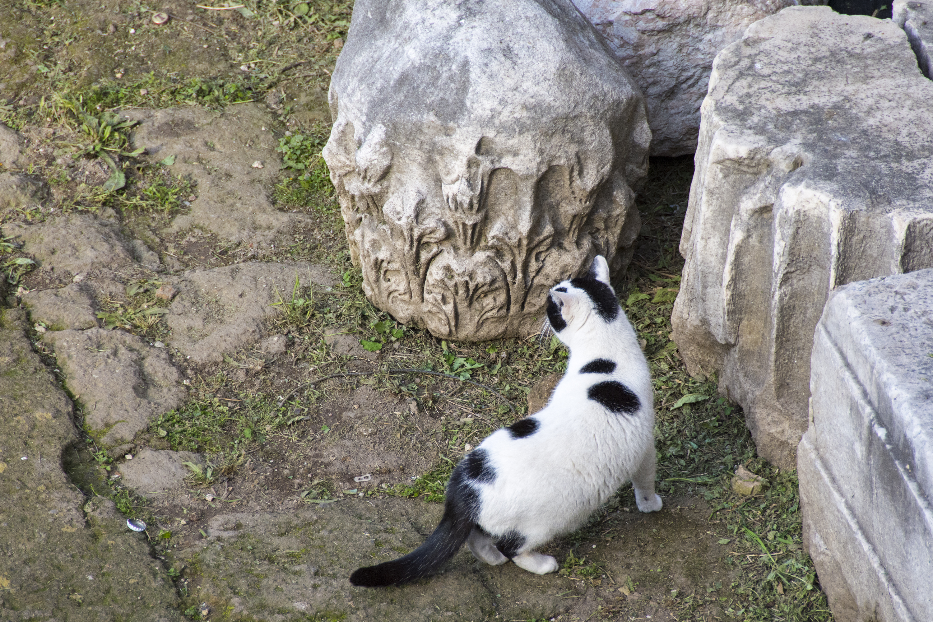 Torre Argentina Cat Sanctuary