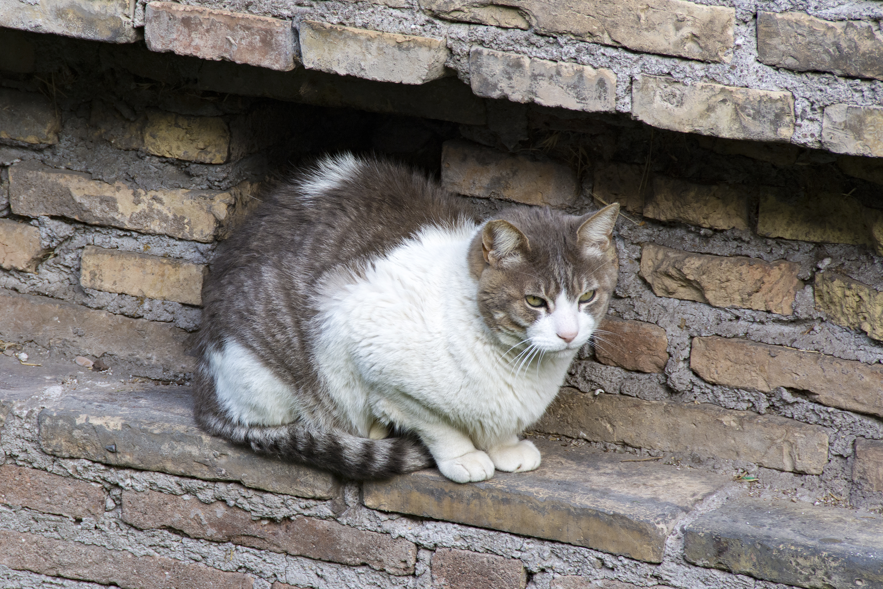 Torre Argentina Cat Sanctuary 