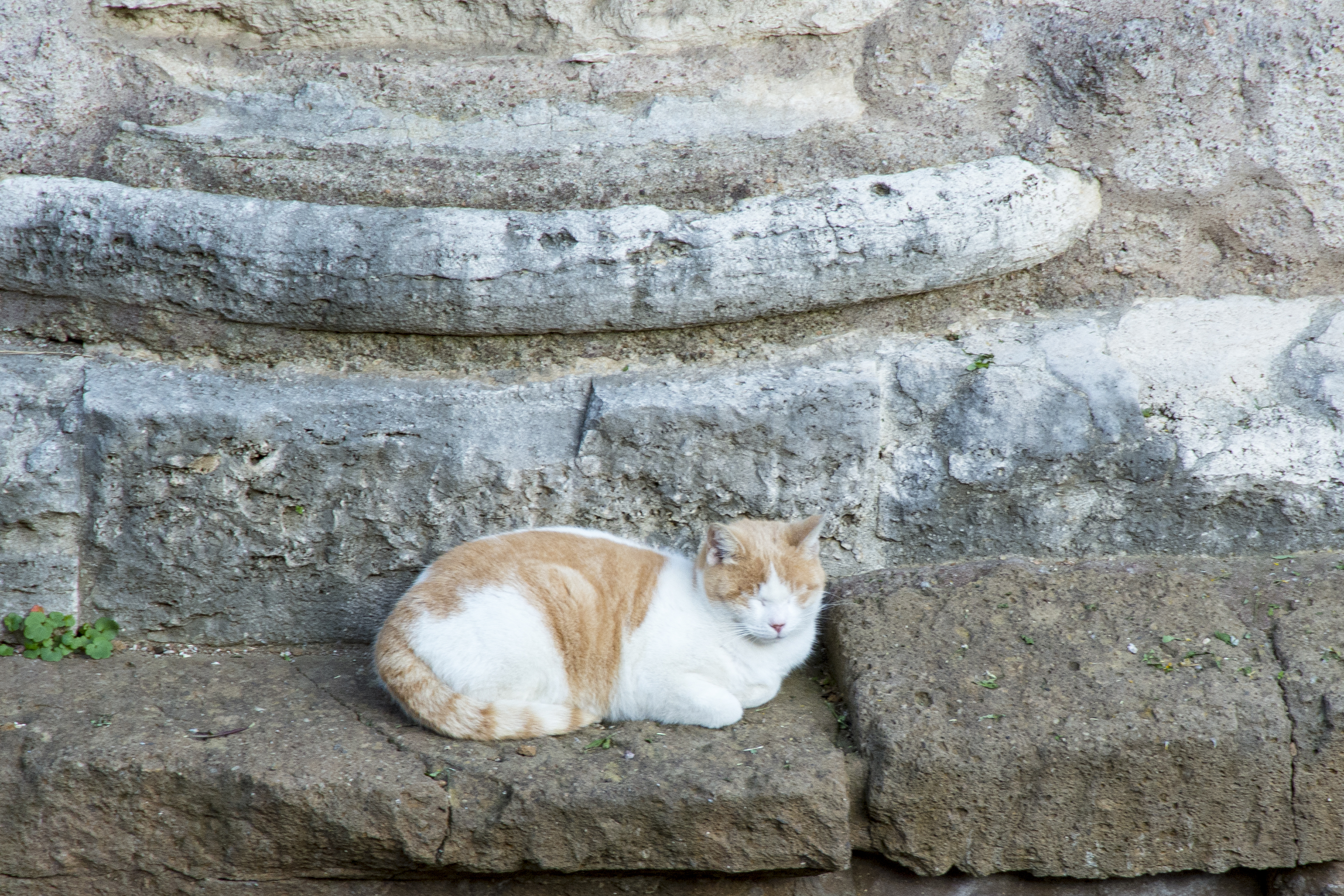 Torre Argentina Cat Sanctuary