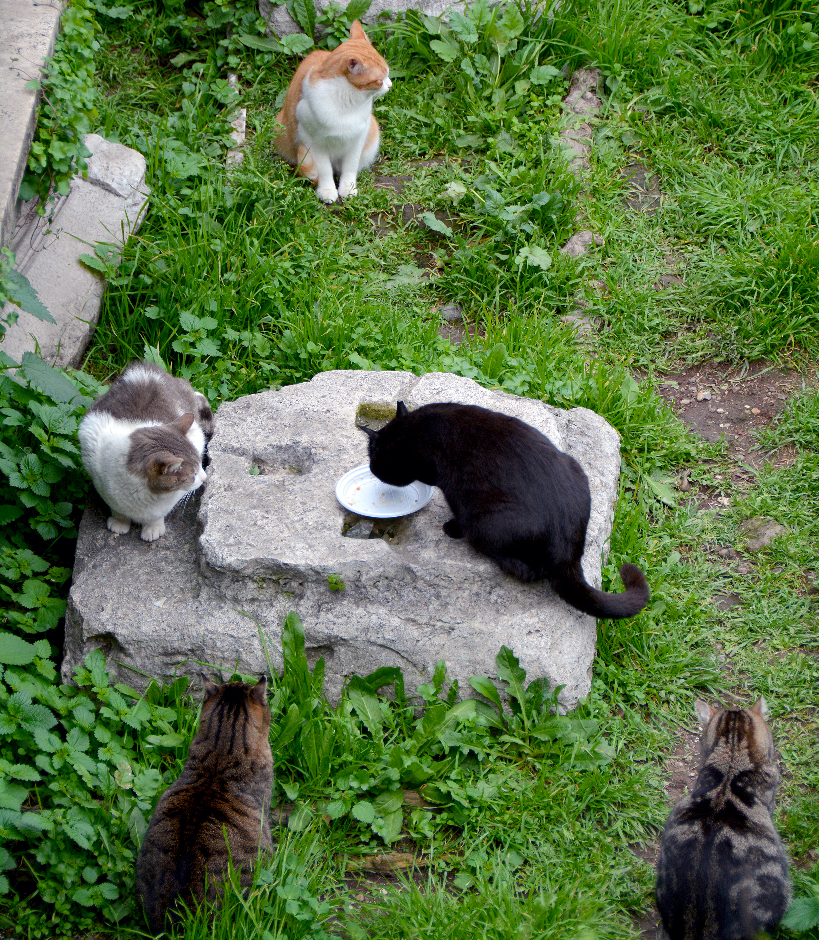 Torre Argentina Cat Sanctuary