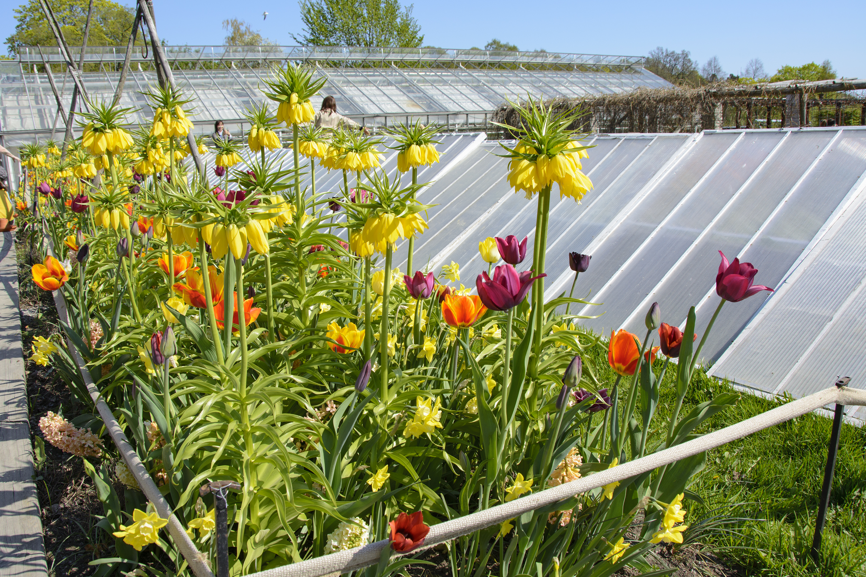 blommor rosendals trädgård