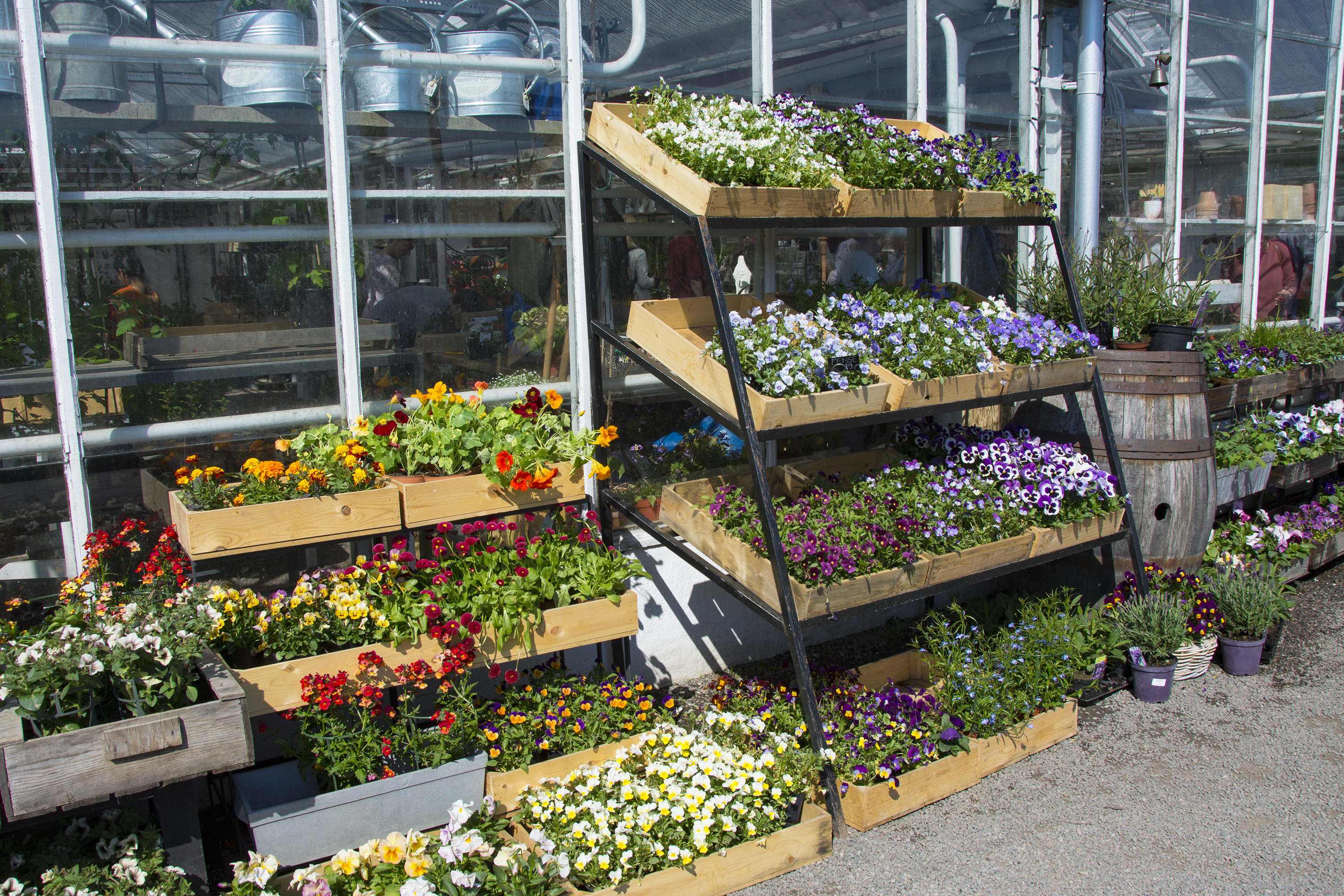 blommor rosendals trädgård 