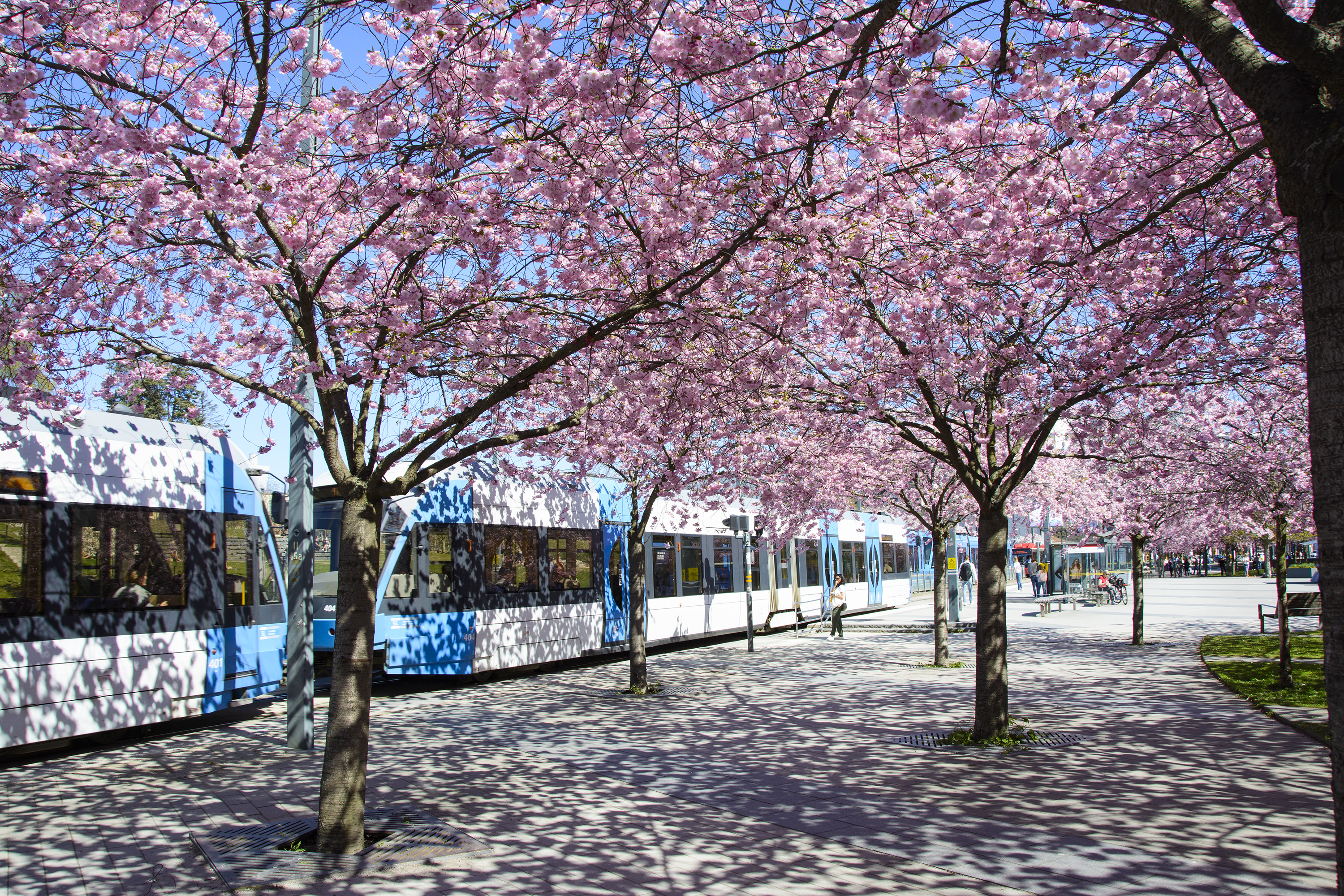 körsbärsträden i hammarby sjöstad