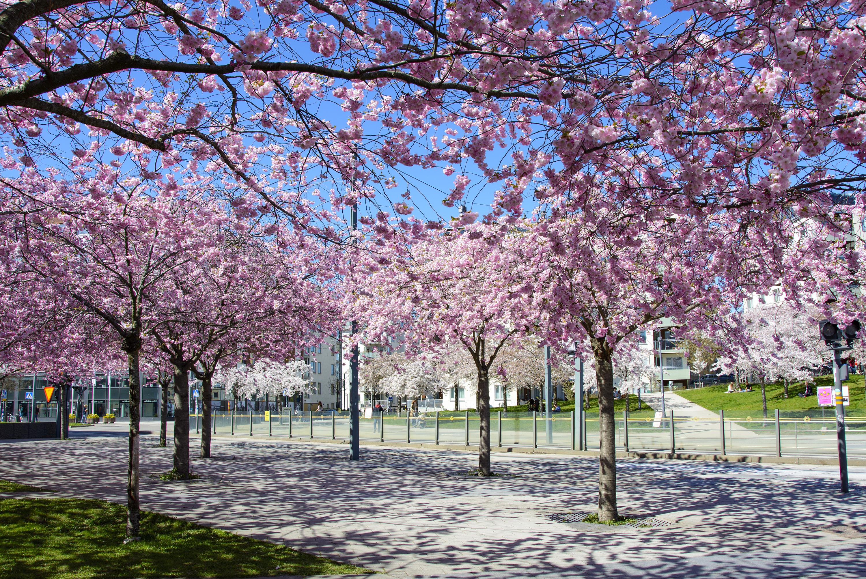 körsbärsträden i hammarby sjöstad