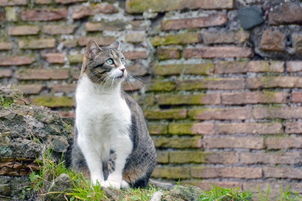 Torre Argentina Cat Sanctuary