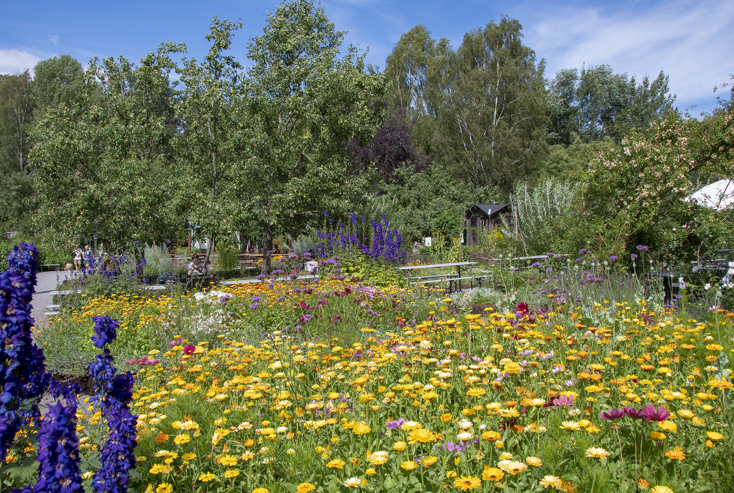 vintervikens trädgård blommor 1