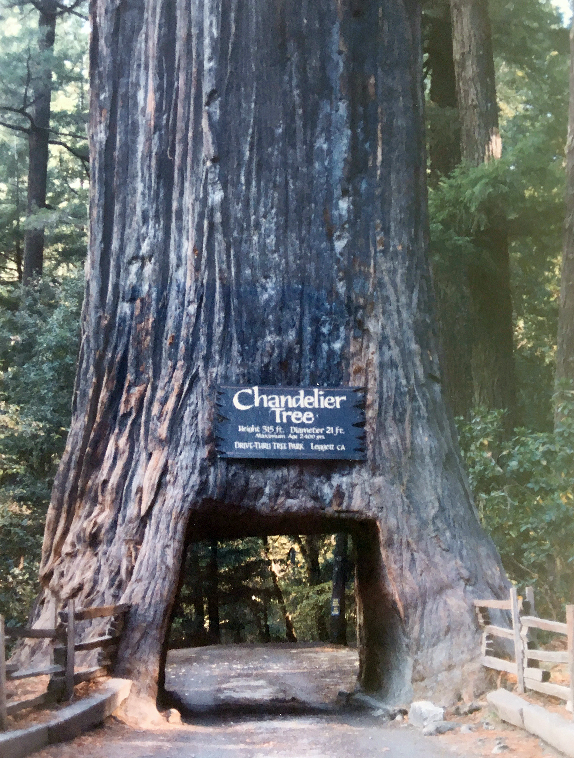 Chandelier Tree i Leggett