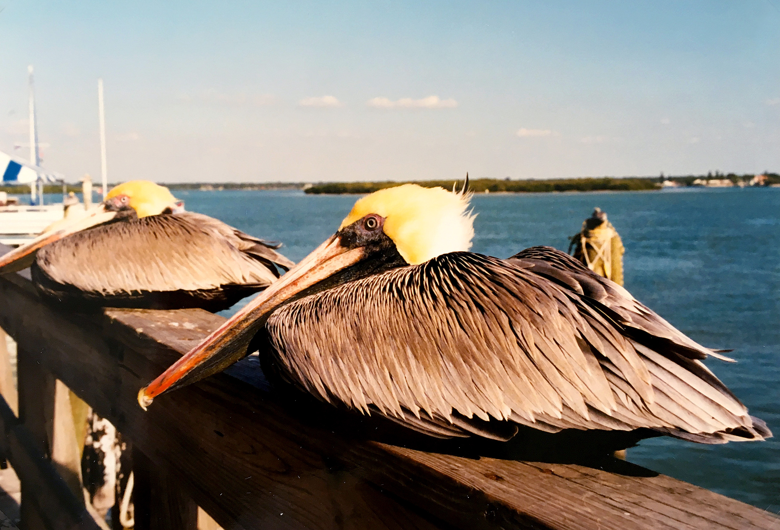 Pelikaner i John's Pass, Florida. 