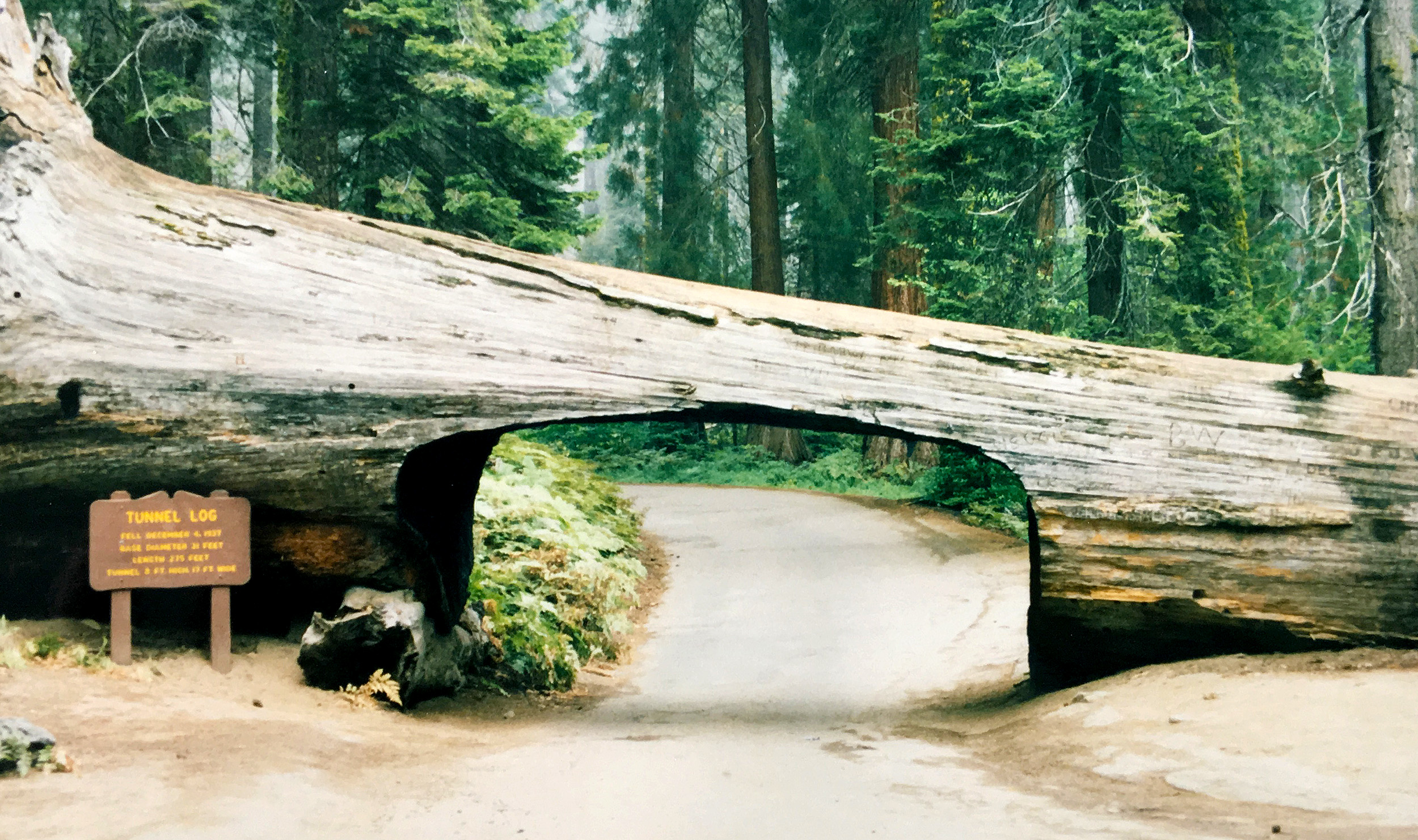 Sequoia National Park 