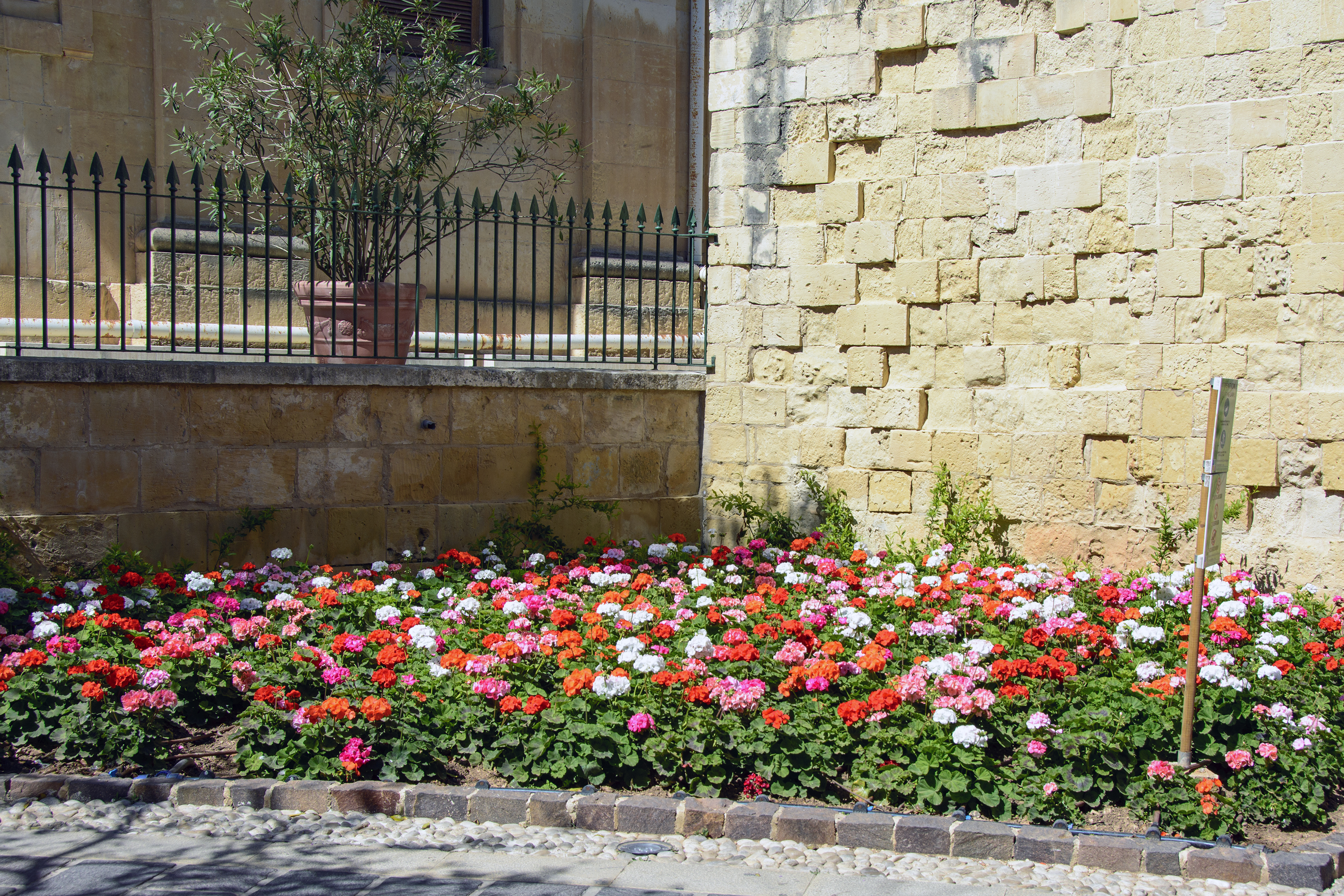 pelargonier valletta upper barrakka gardens