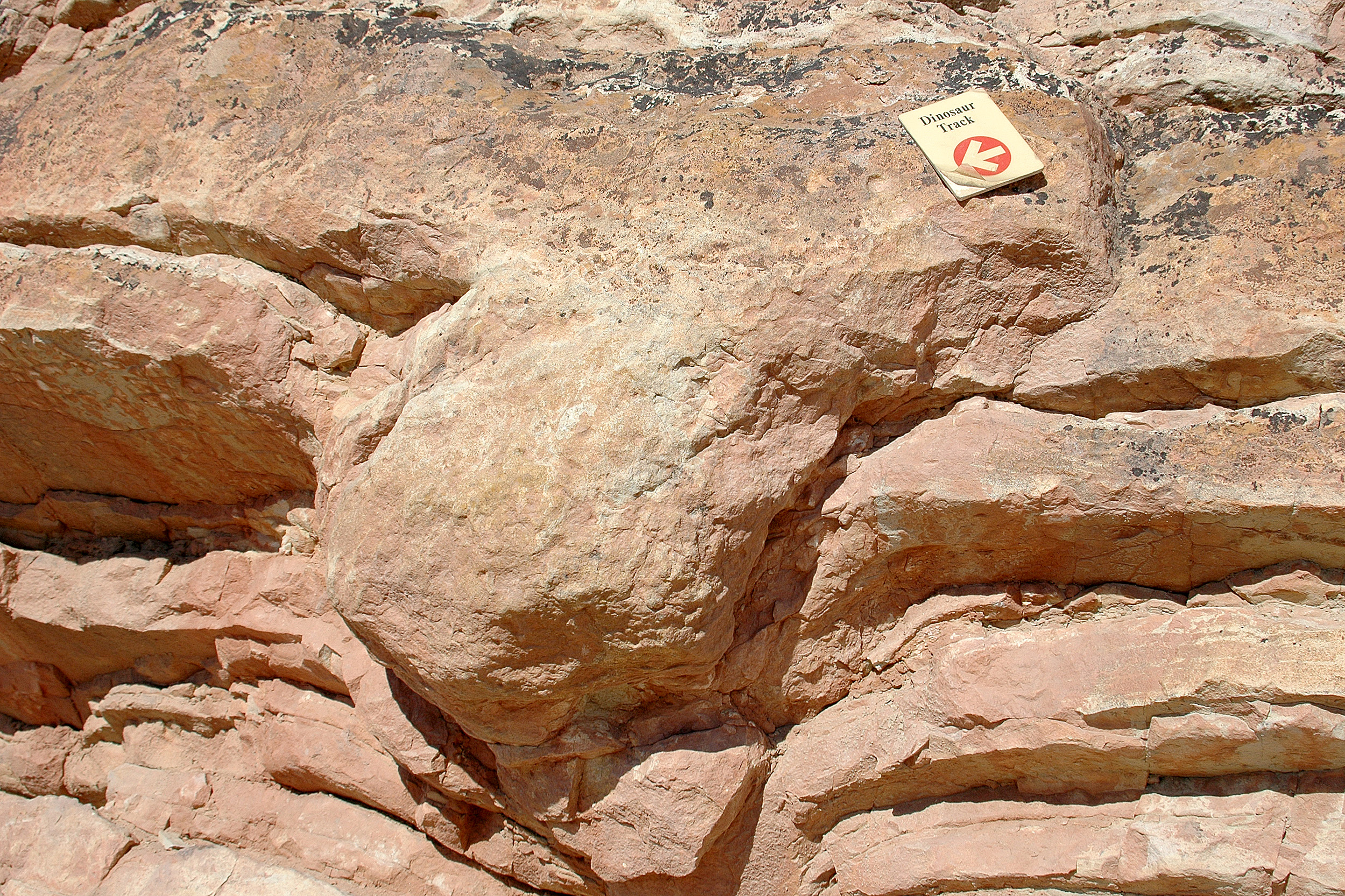 Brontosaurus Dinosaur Ridge denver colorado