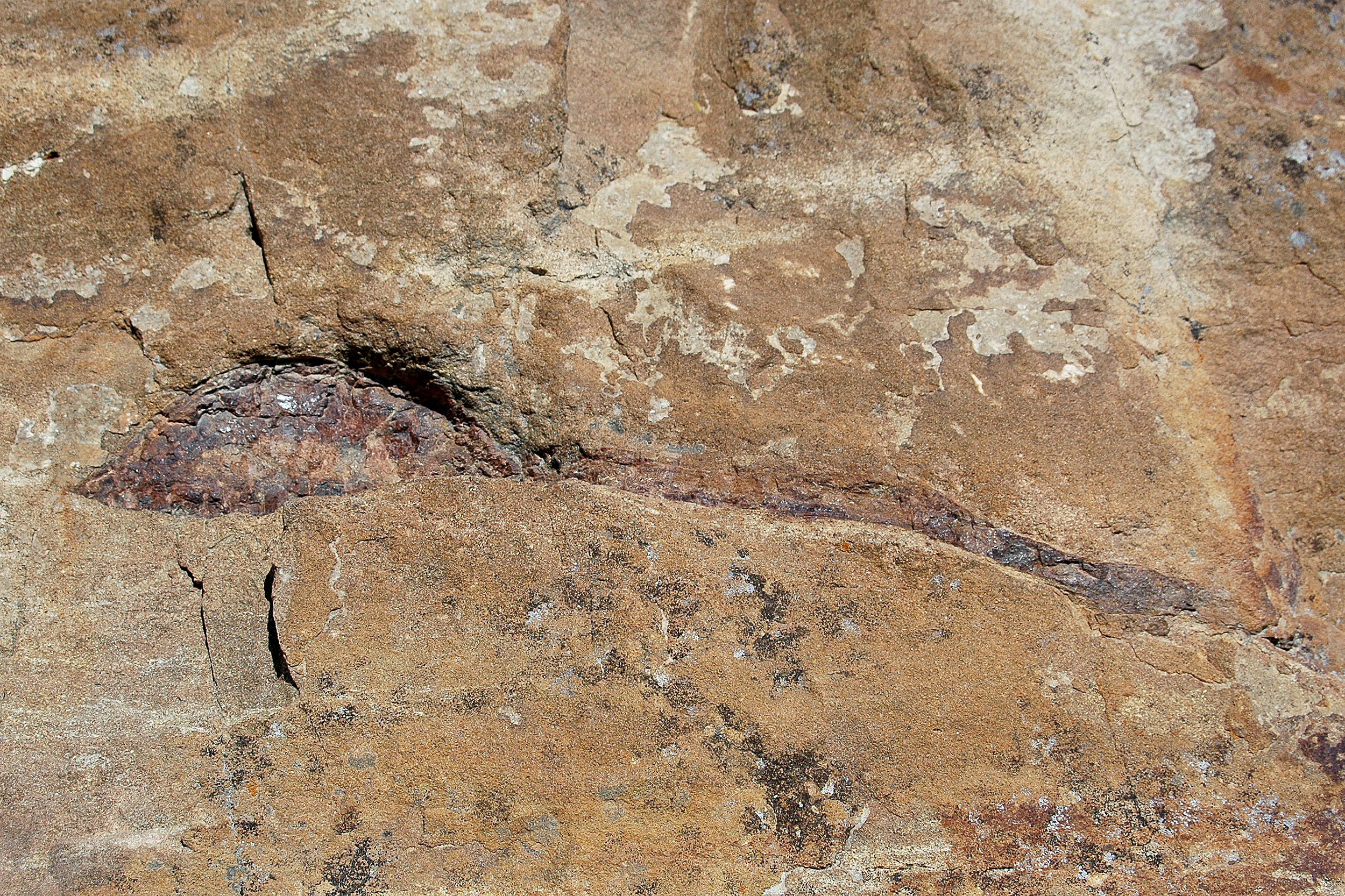 Camarasaurus Dinosaur Ridge Denver Morrison Colorado