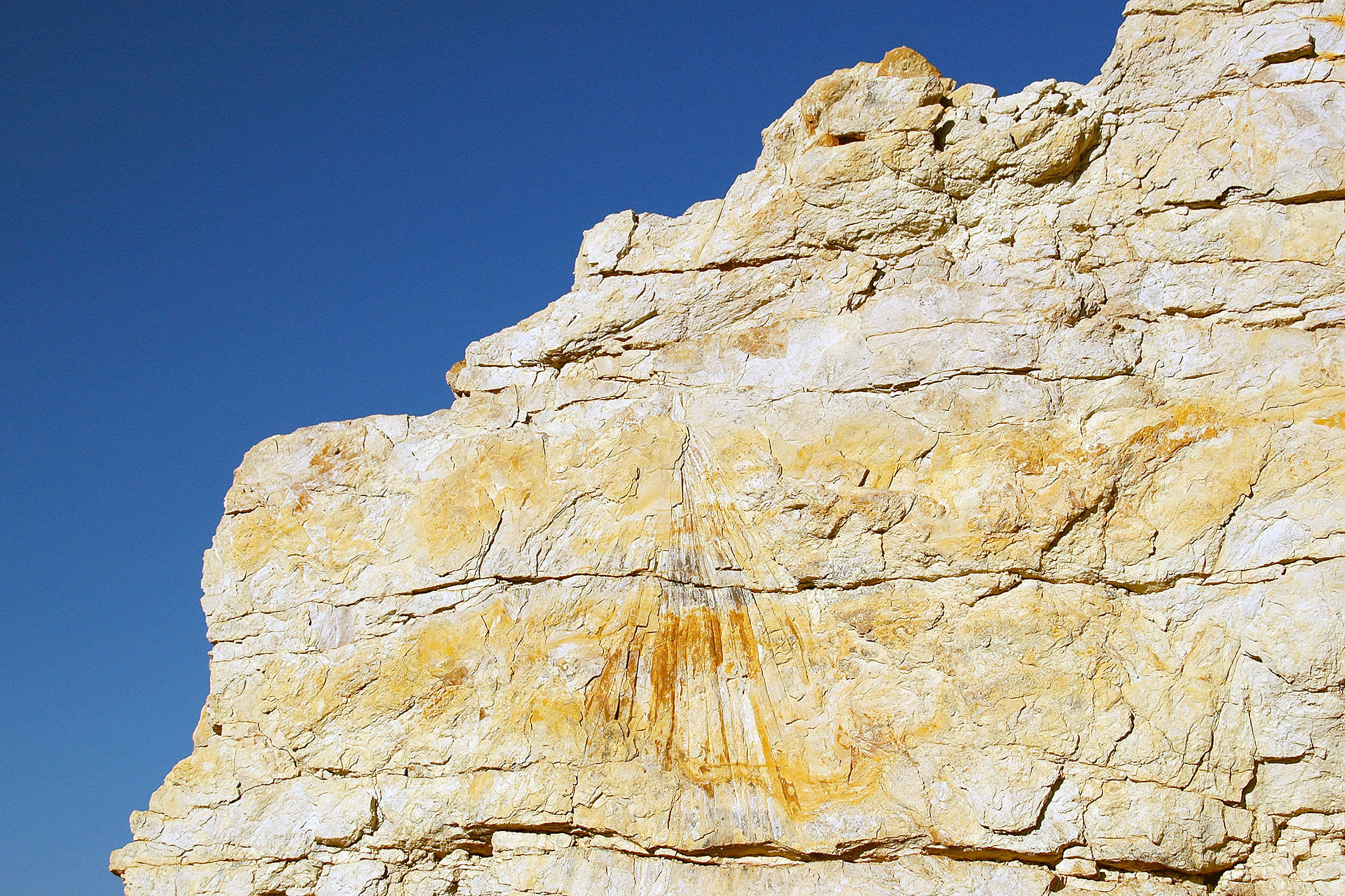 Palmblad Dinosaur Ridge Denver Morrison Colorado