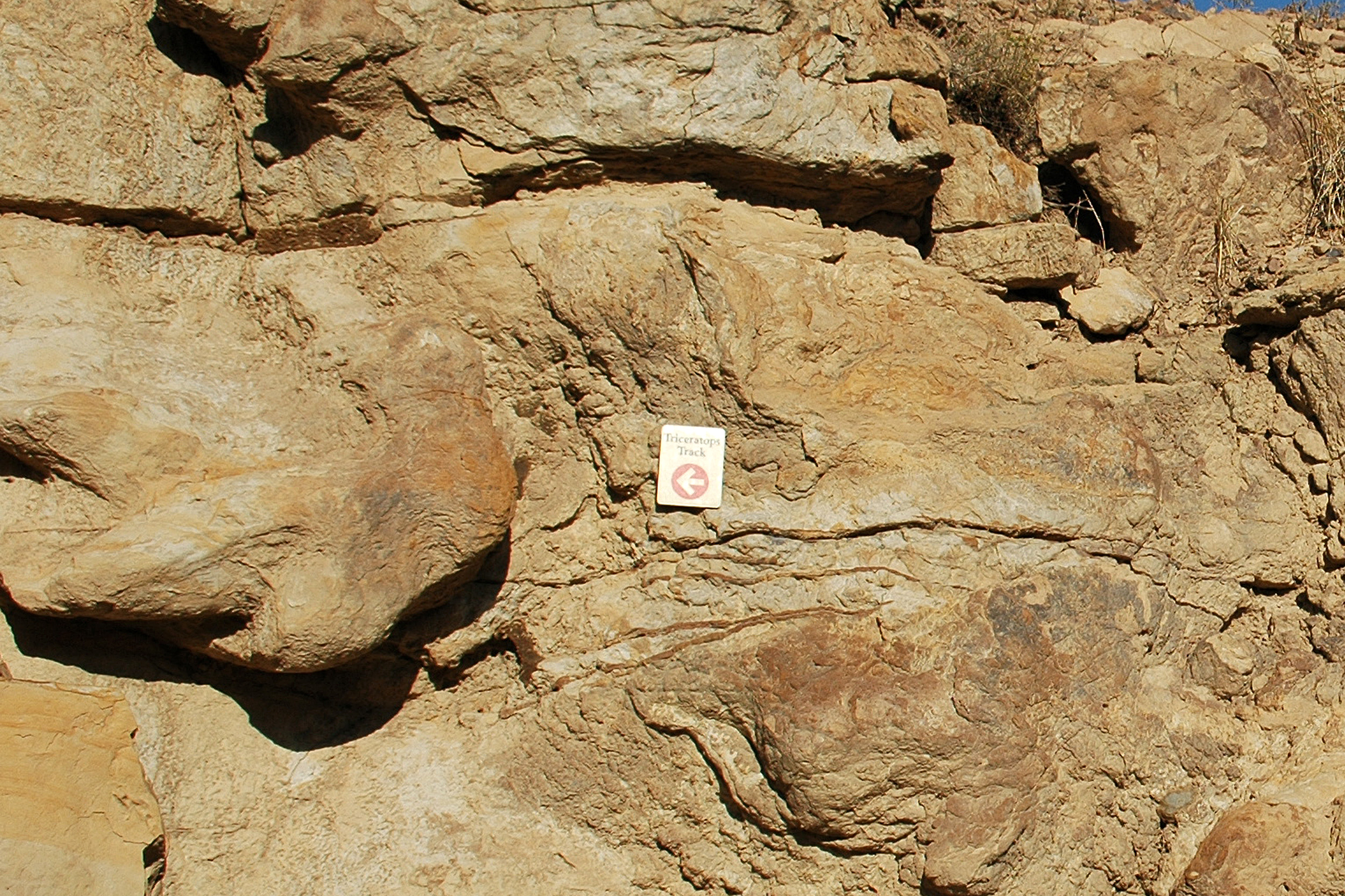 Triceratops Dinosaur Ridge denver colorado