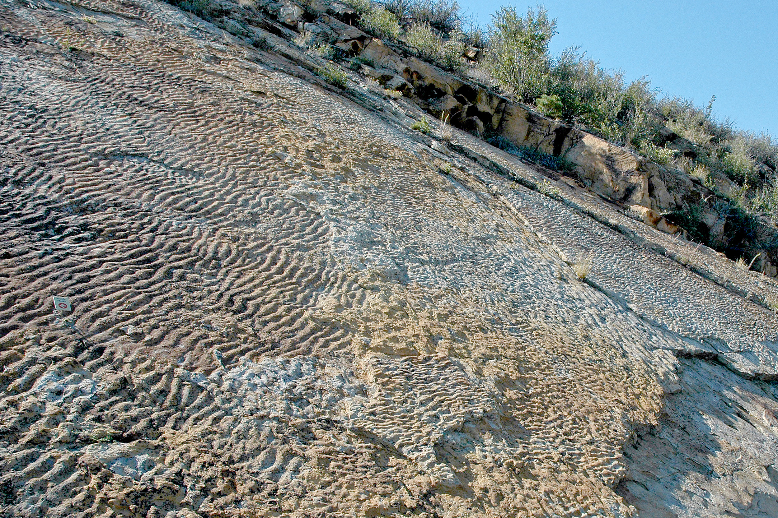 Ripple Marks Dinosaur Ridge Denver Colorado