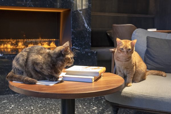 Java Whiskers Kattcafé