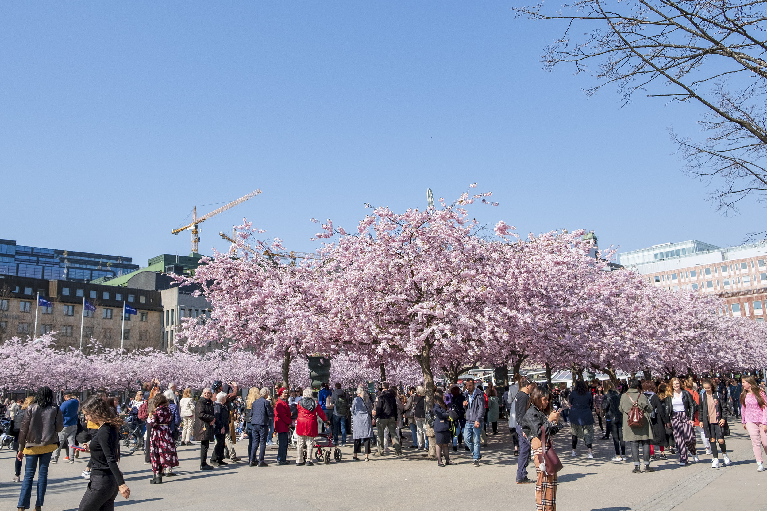 Körsbärsträd i Kungsträdgården