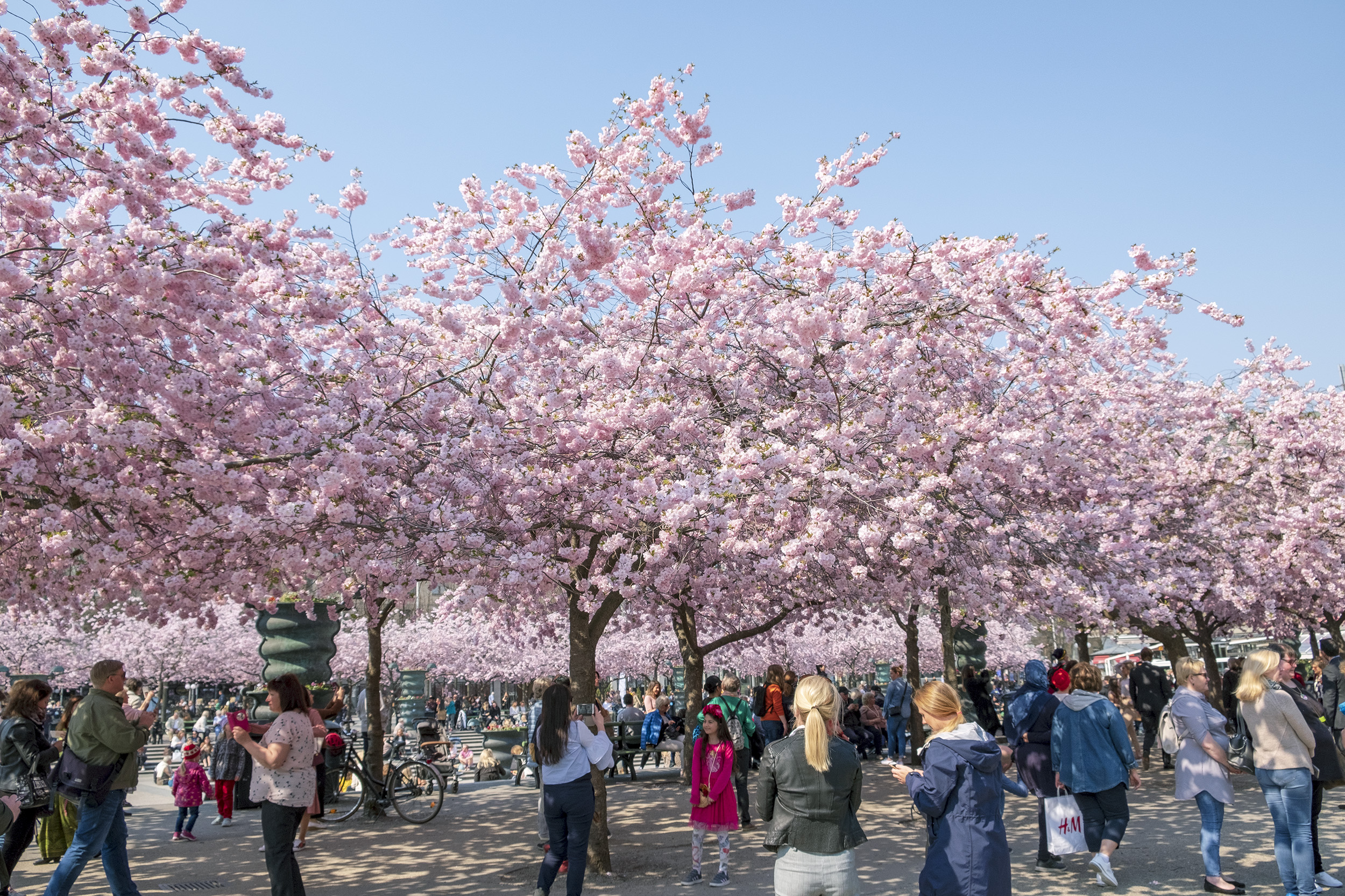 Körsbärsträd i Kungsträdgården