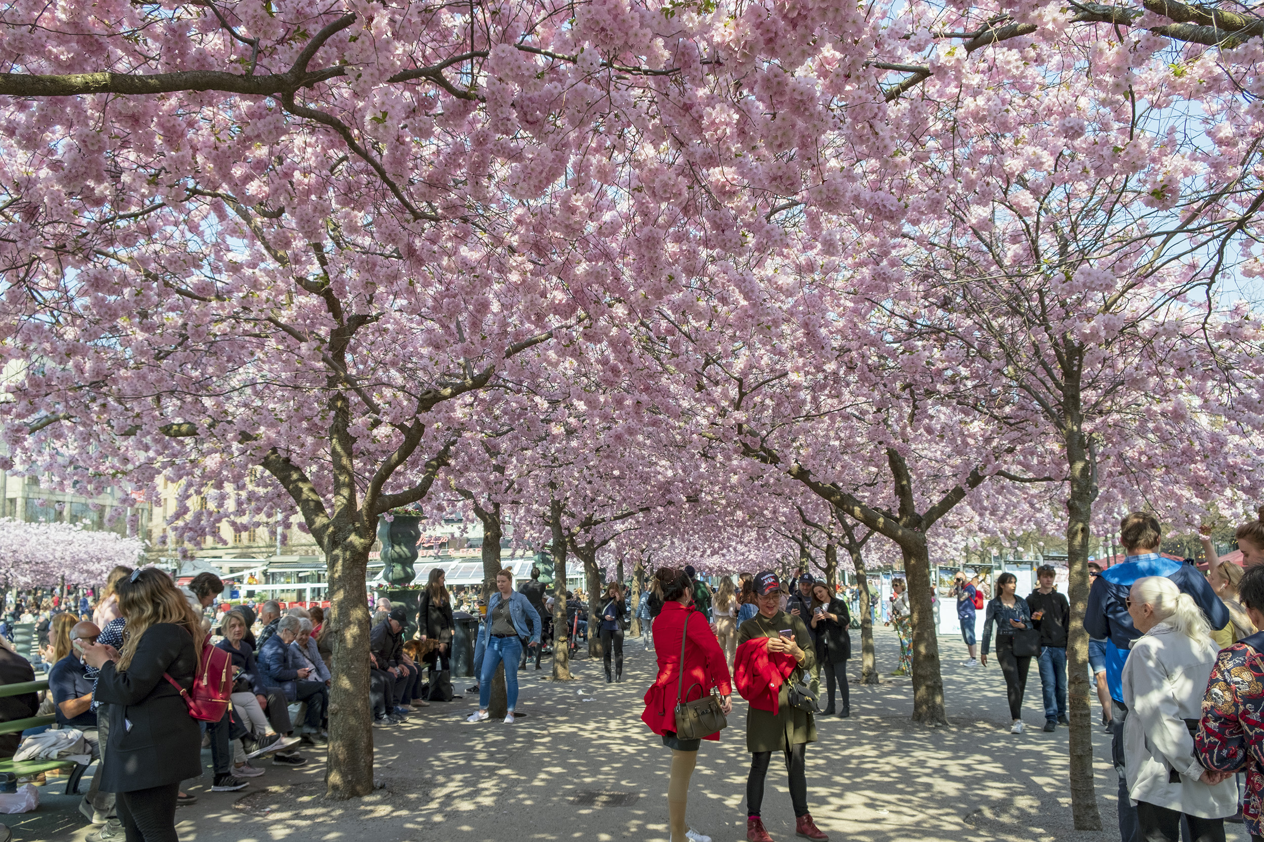 Körsbärsträd i Kungsträdgården