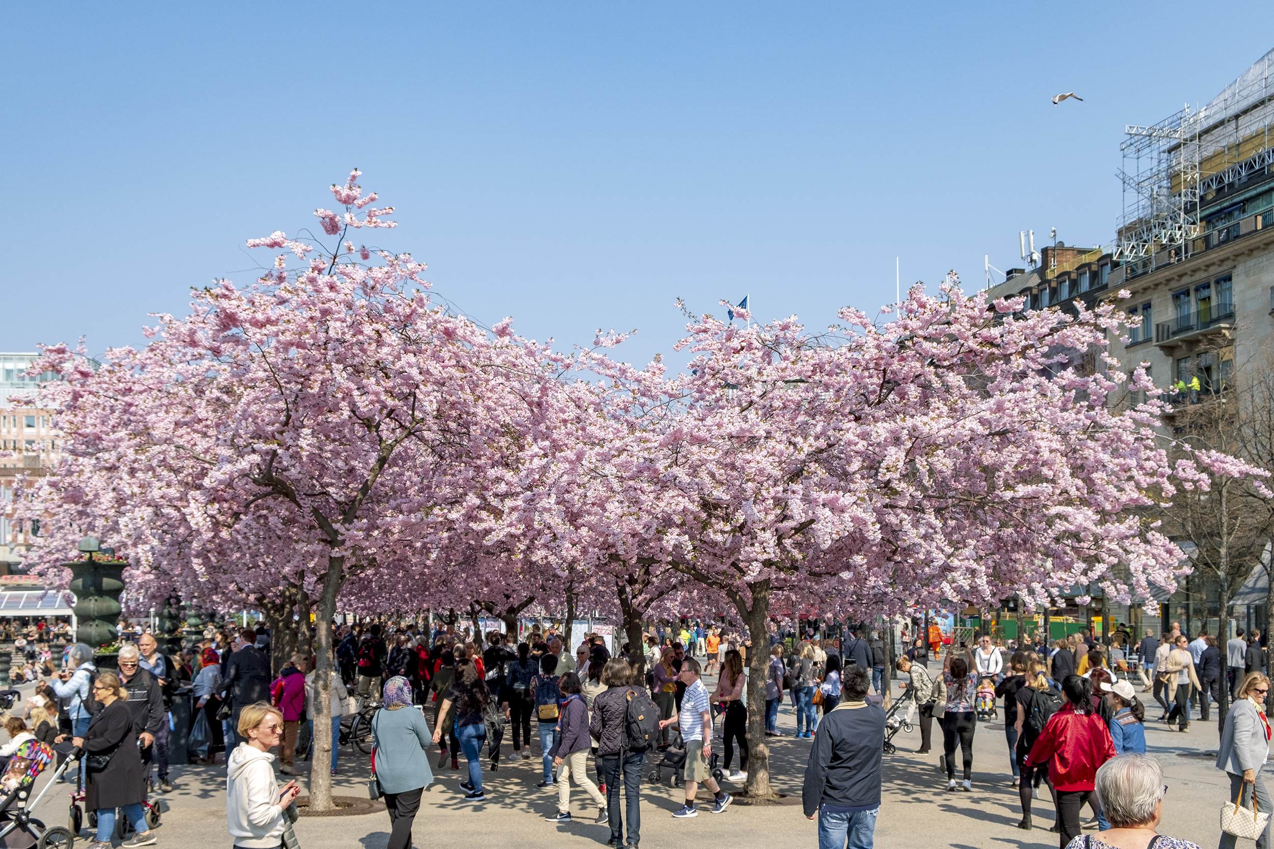 Körsbärsträd i Kungsträdgården