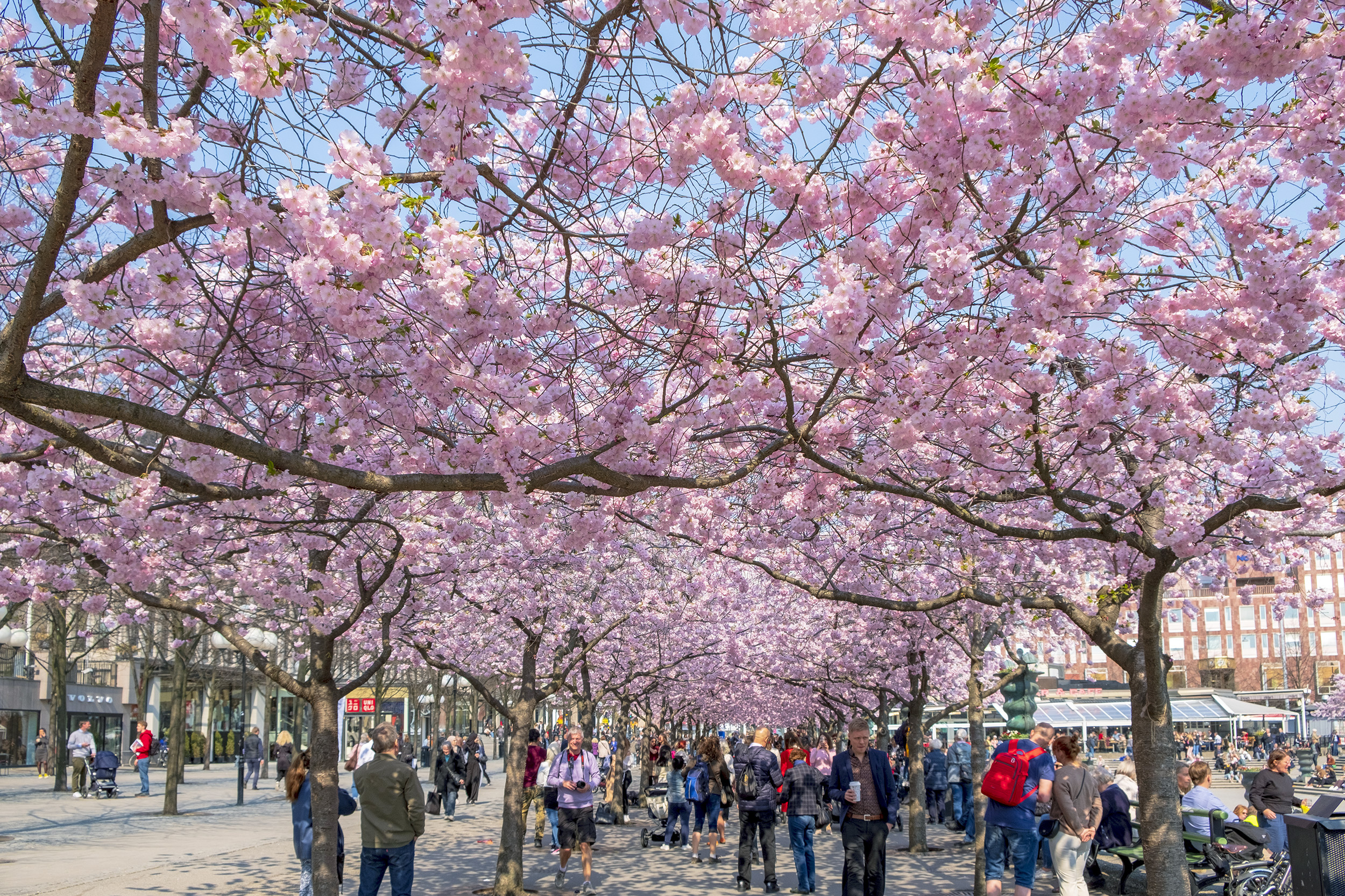 Körsbärsträd i Kungsträdgården