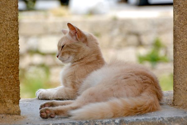 Internationella Kattdagen Rhodos stad katt
