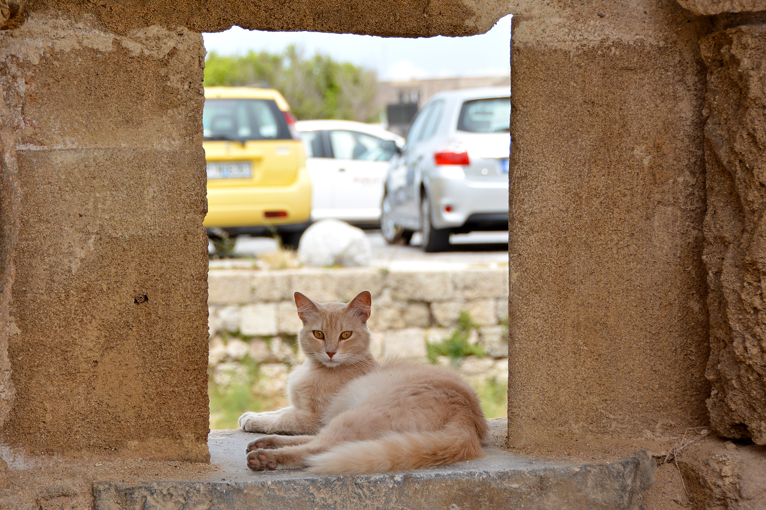 Internationella kattdagen. Katt i Rhodos gamla stad, Grekland.