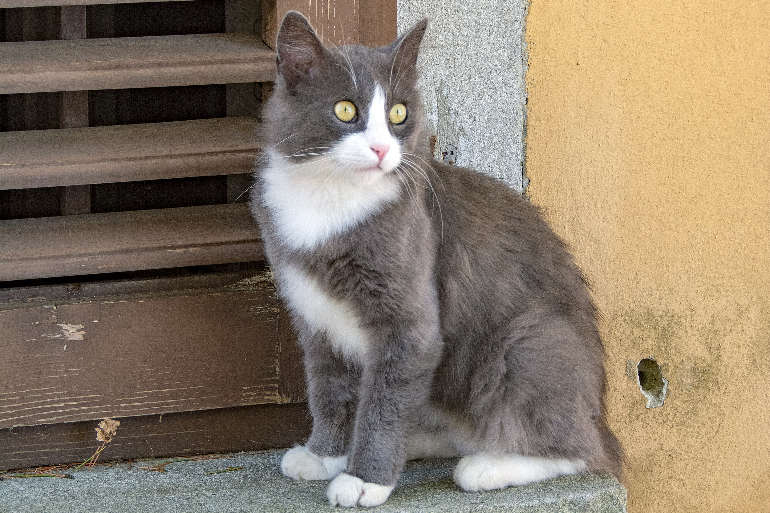 Internationella kattdagen. labin Kroatien. 