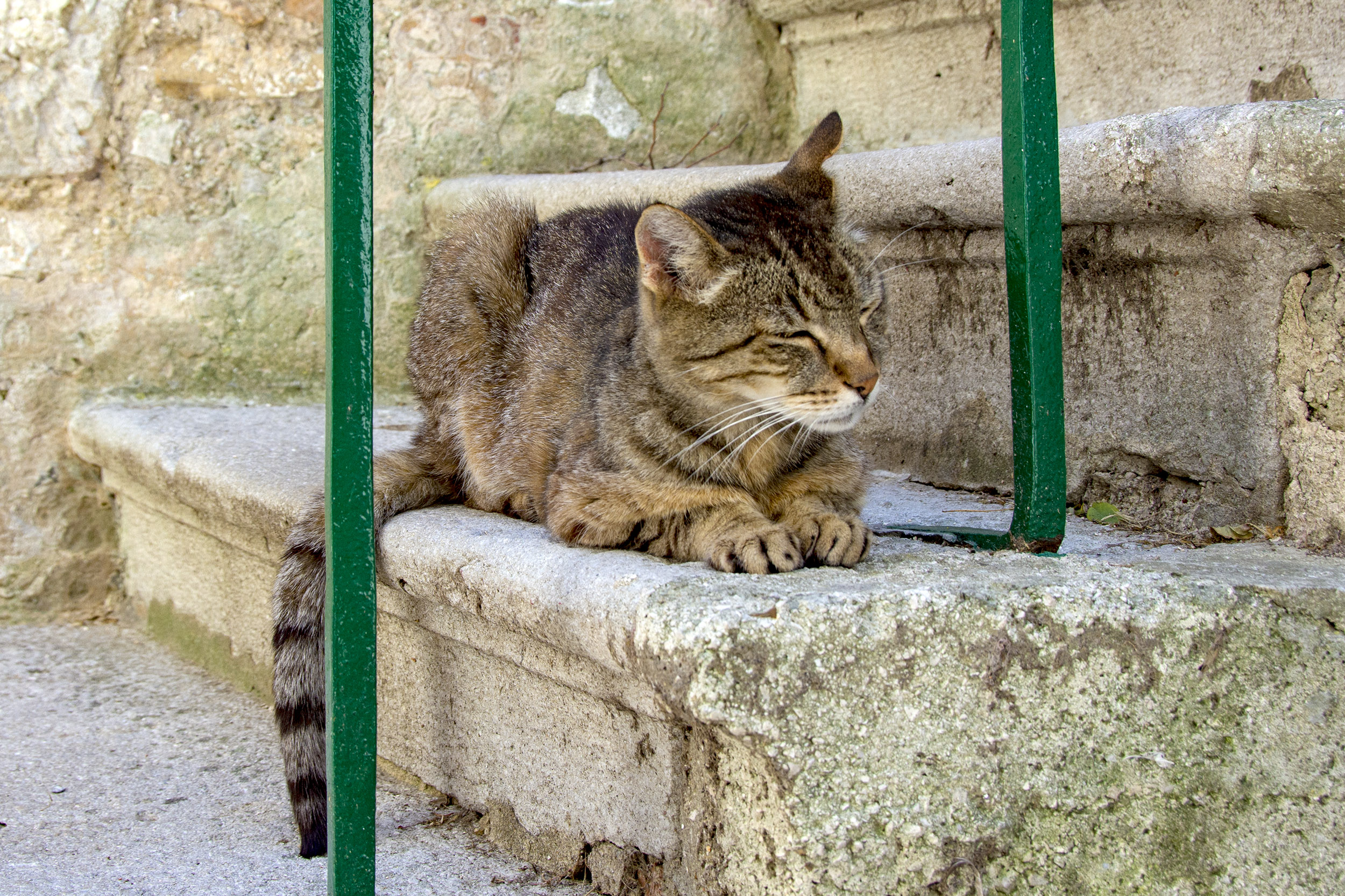 Internationella kattdagen, labin, kroatien