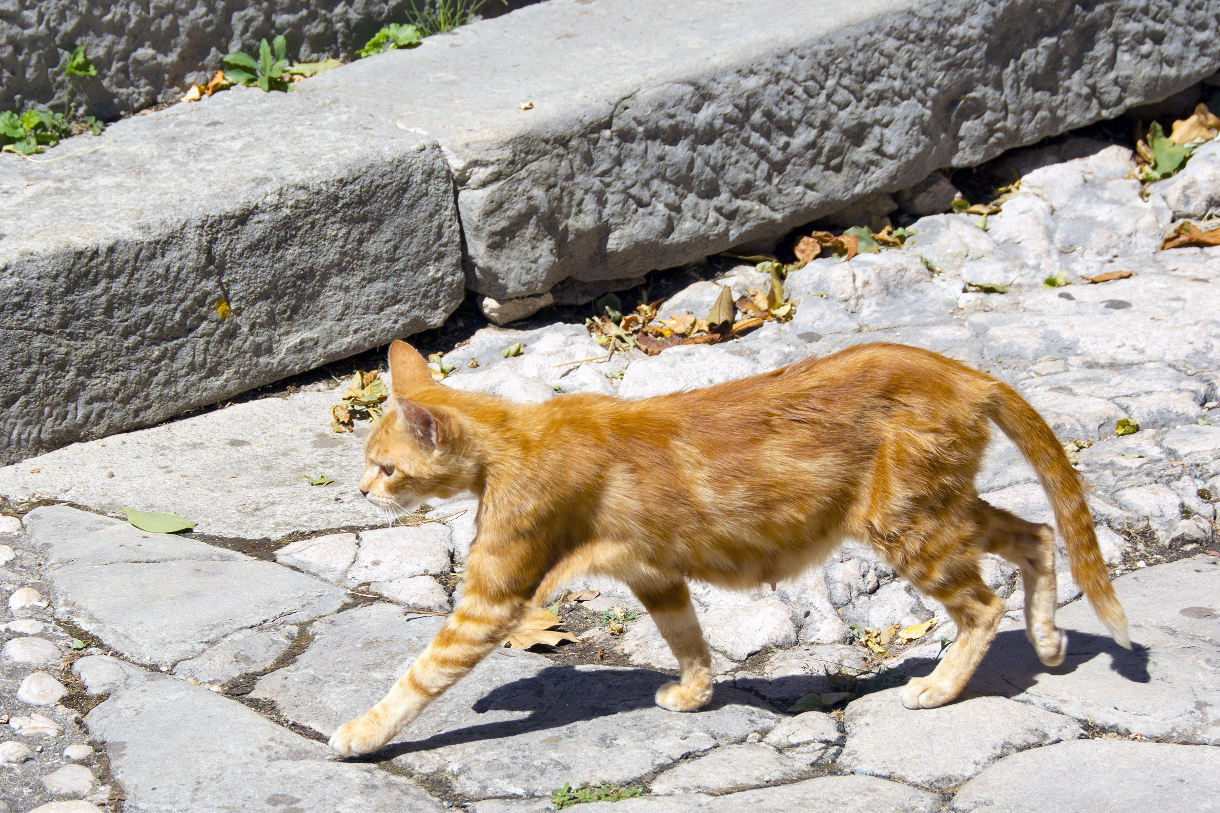 Katt på promenad i Labin, Kroatien. 