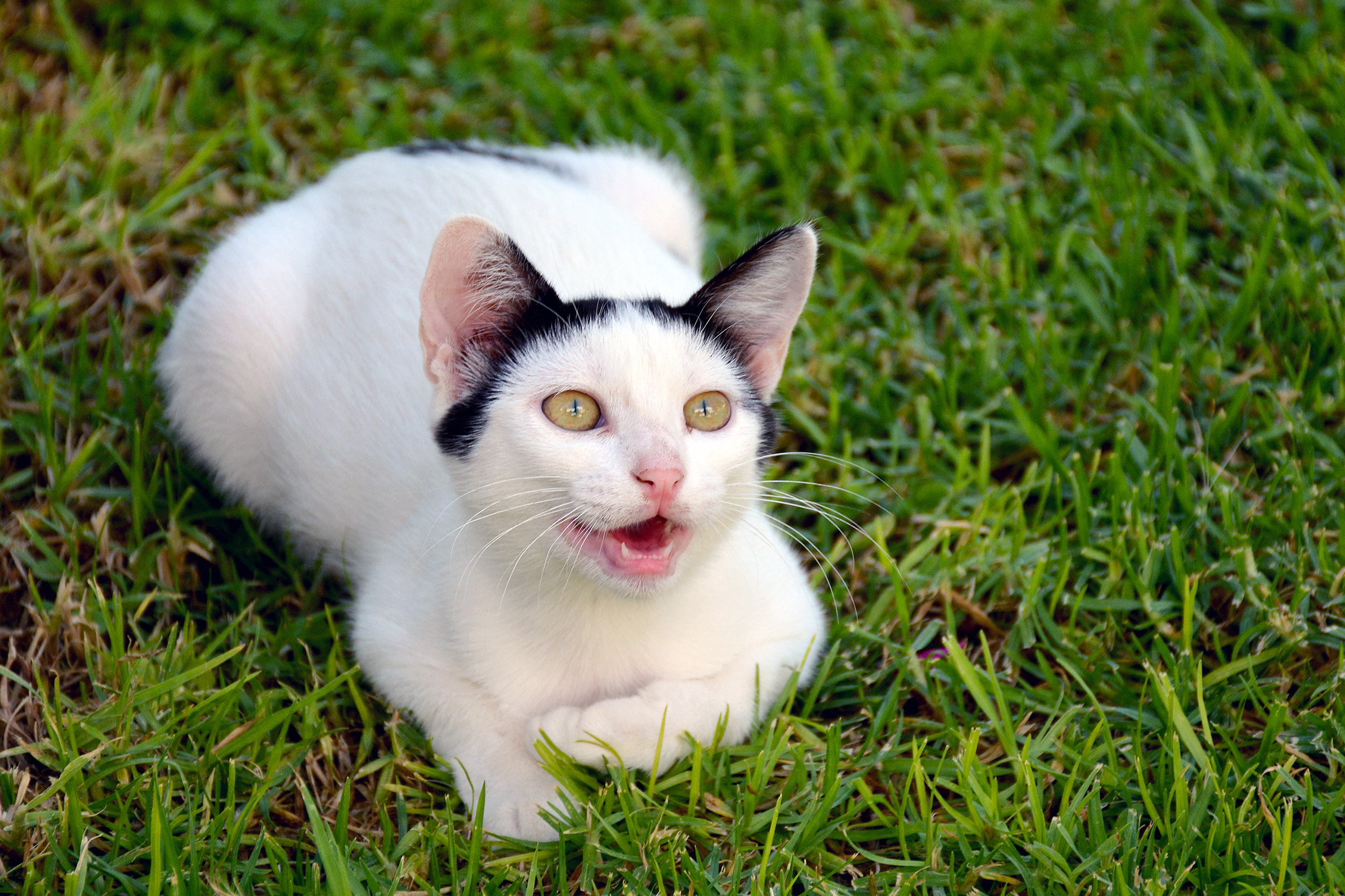 Katt på Marmari Beach, Kos, Grekland. 