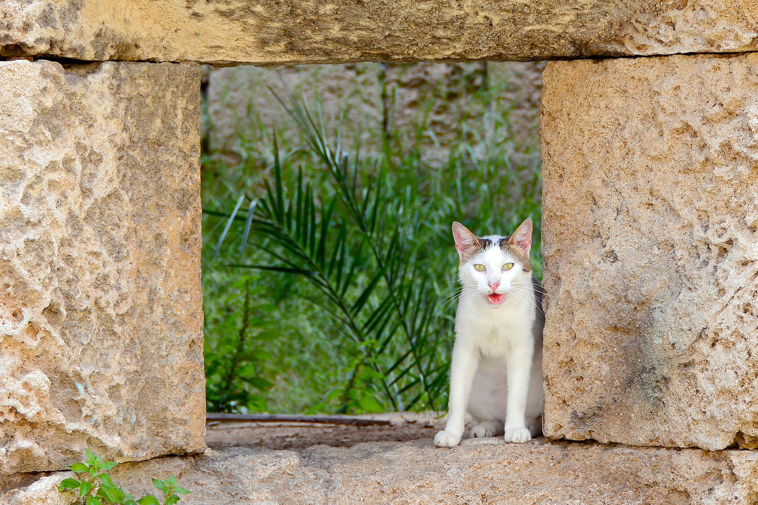 Internationella kattdagen, Rhodos gamla stad, grekland