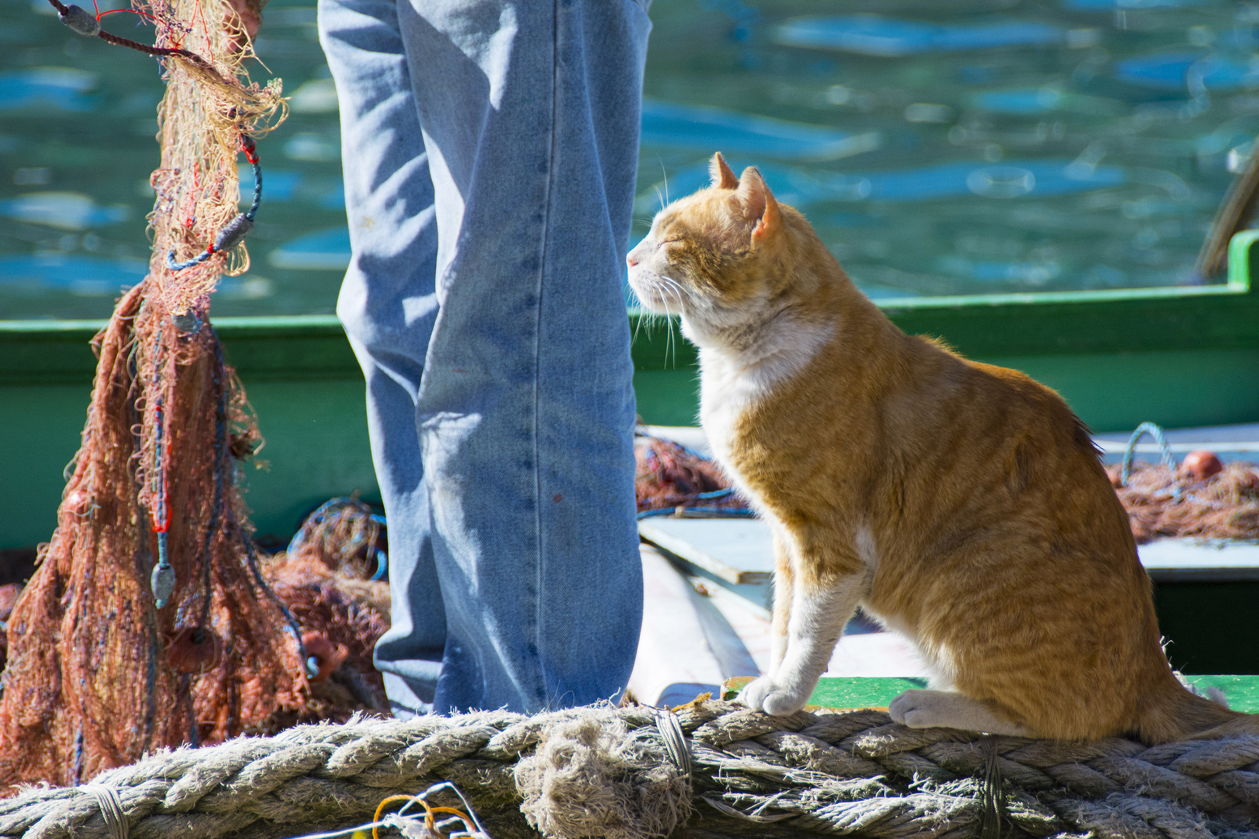 Katt St. Julians. Malta.