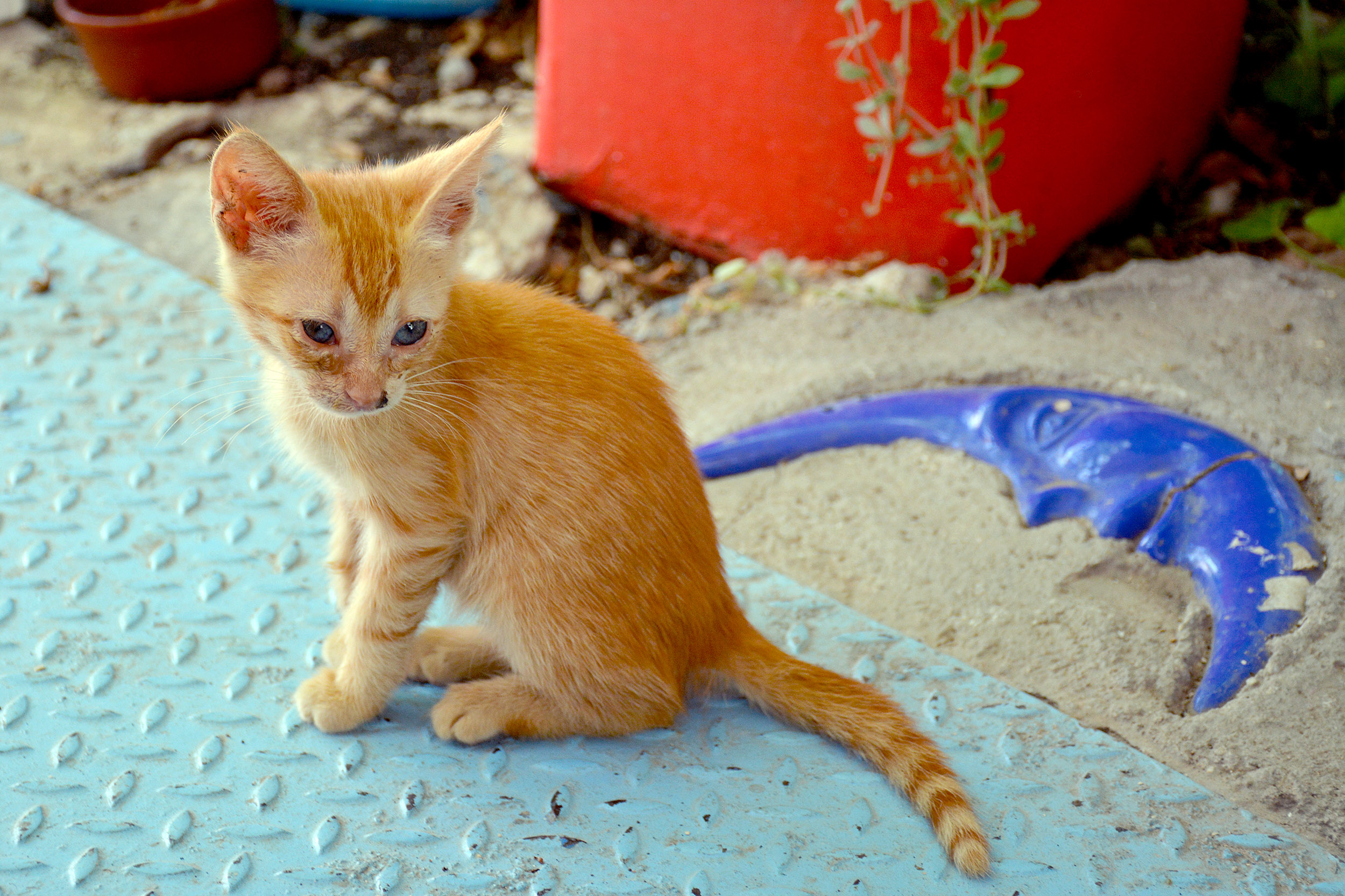 Internationella kattdagen Zia på Kos, Grekland. 