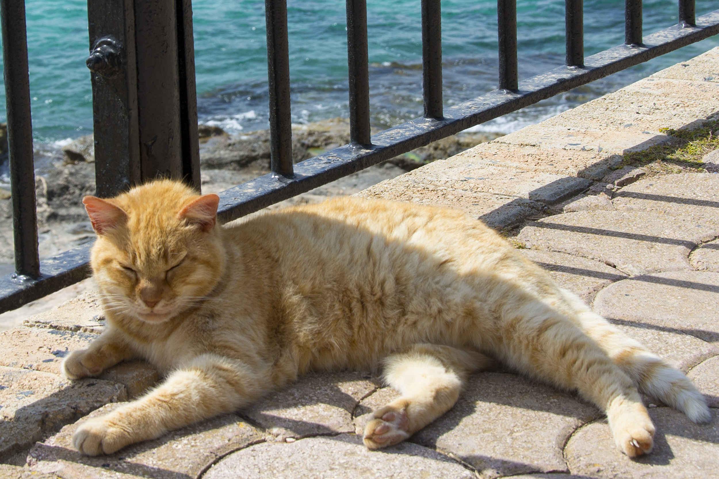 Internationella kattdagen, Sliema, Malta