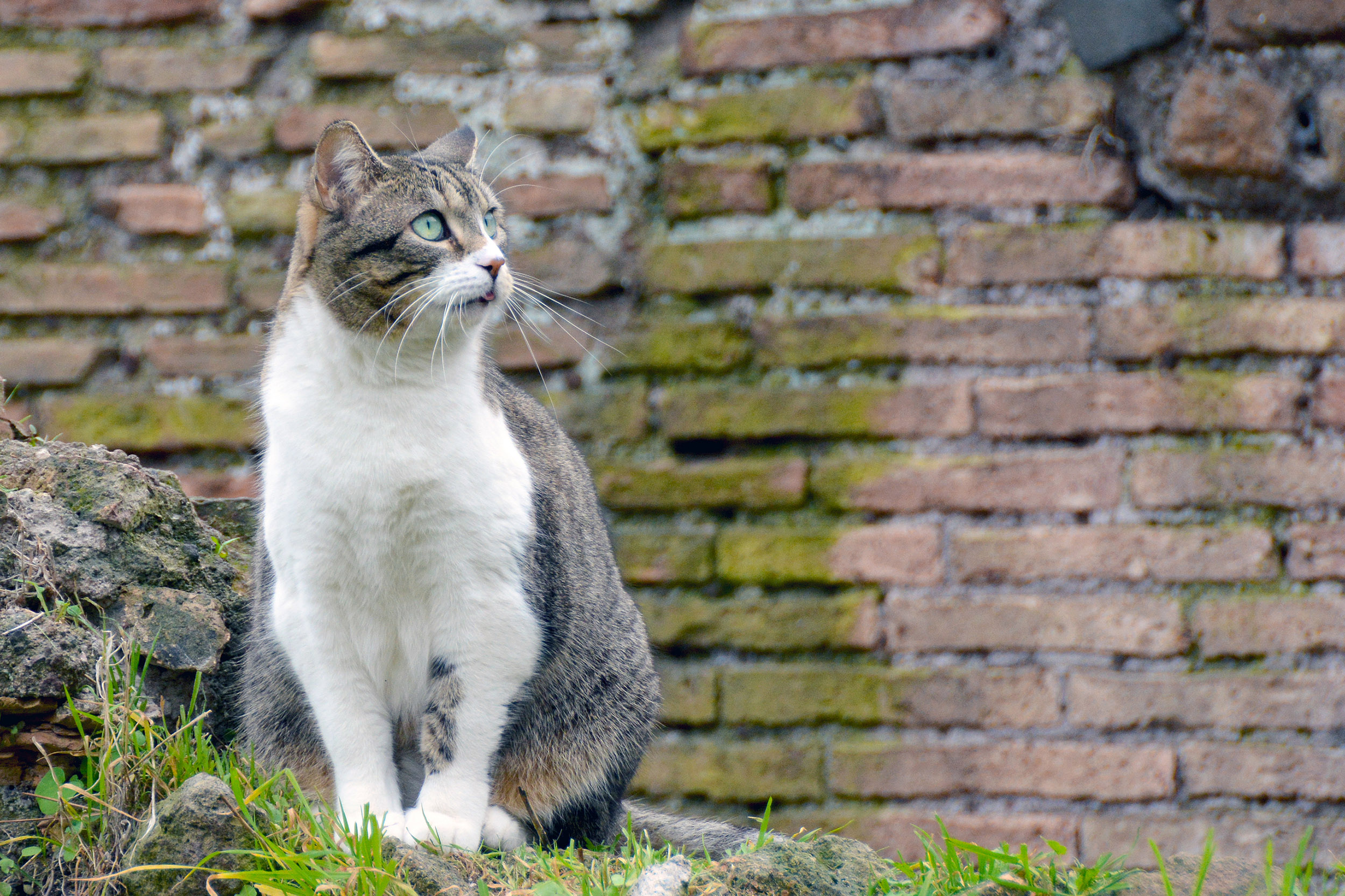 Katt på Torre Argentina Cat Sanctuary i Rom, Italien.