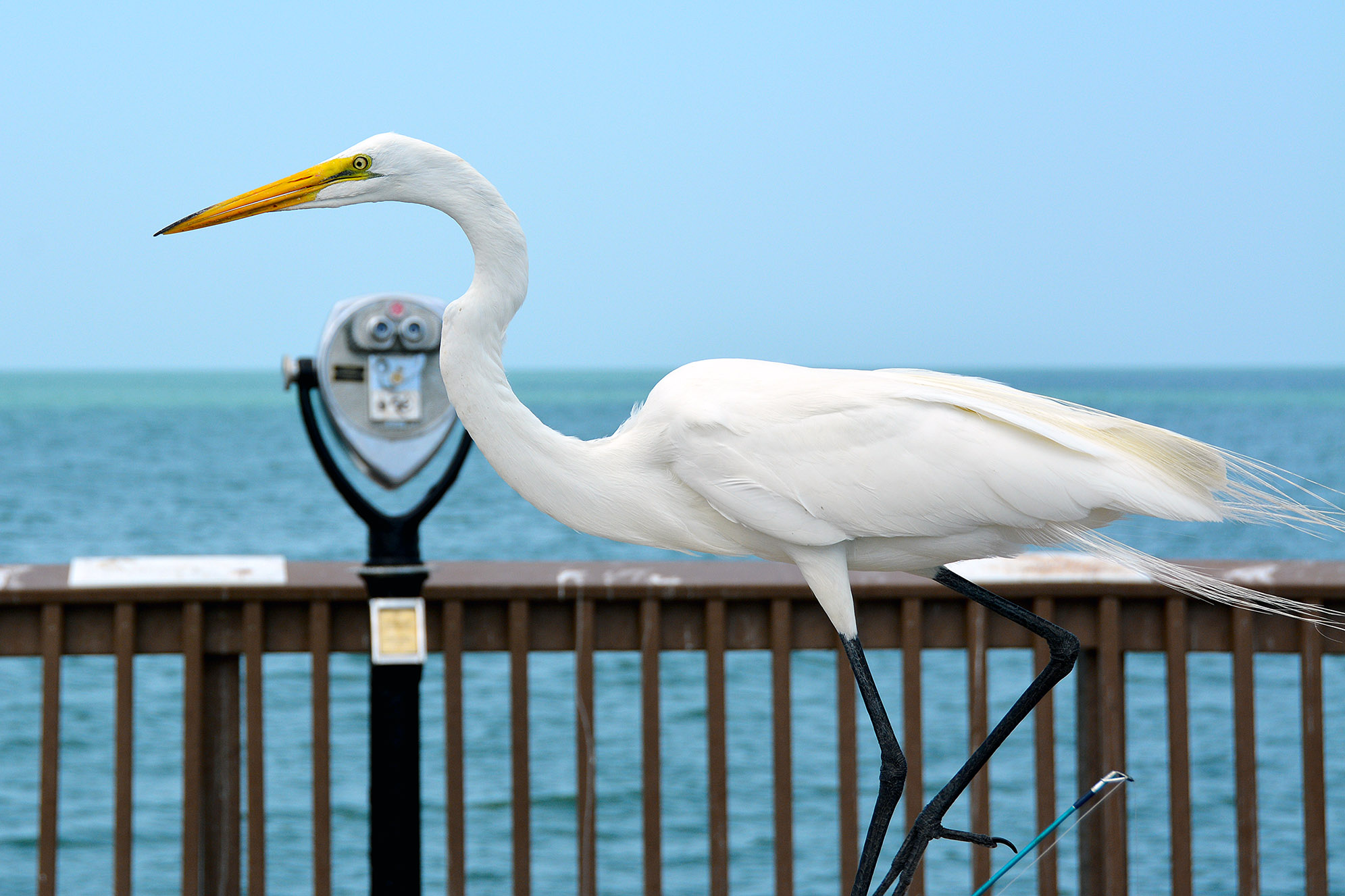 Häger Clearwater Beach