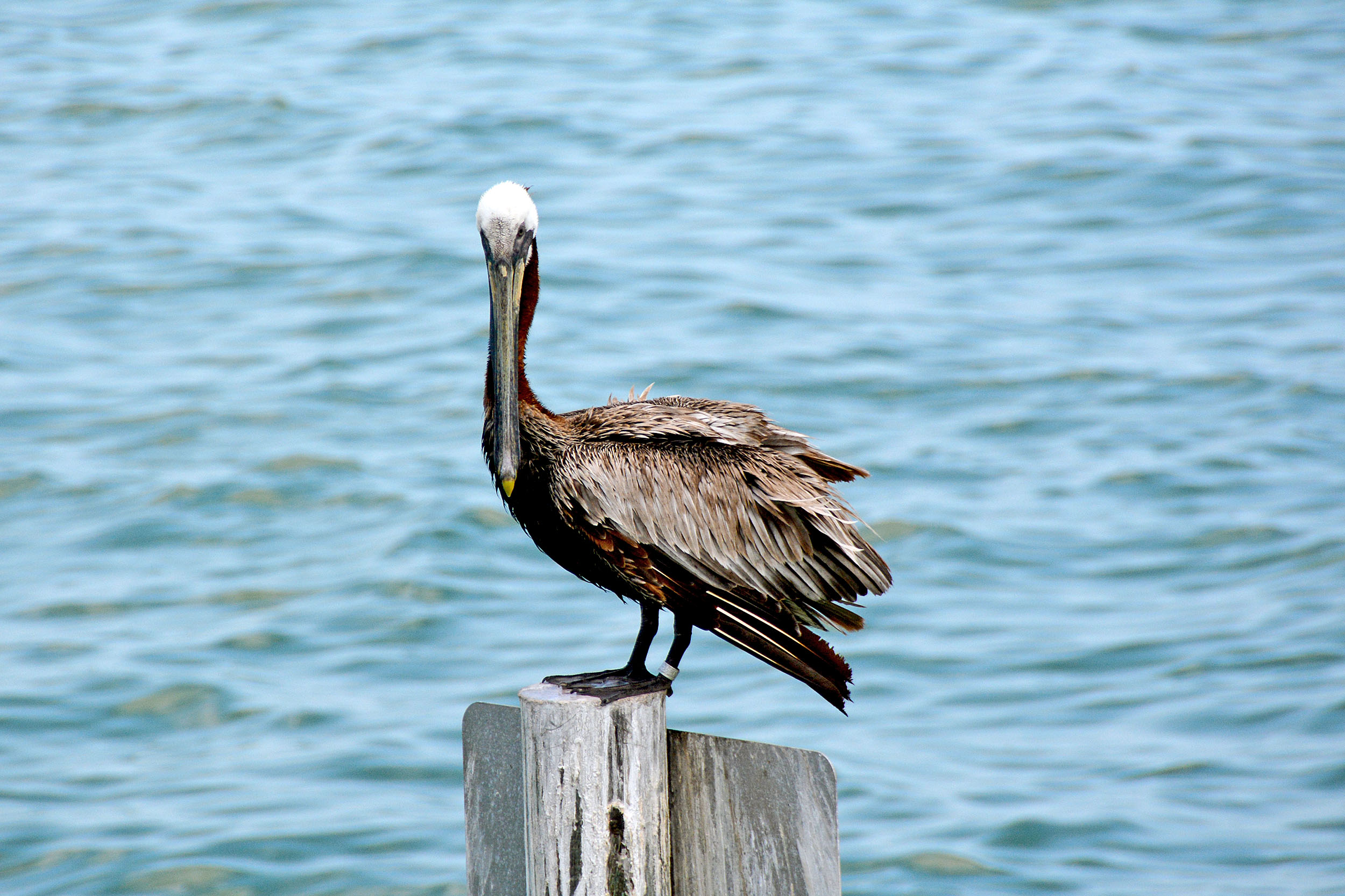 Pelikan Clearwater Beach