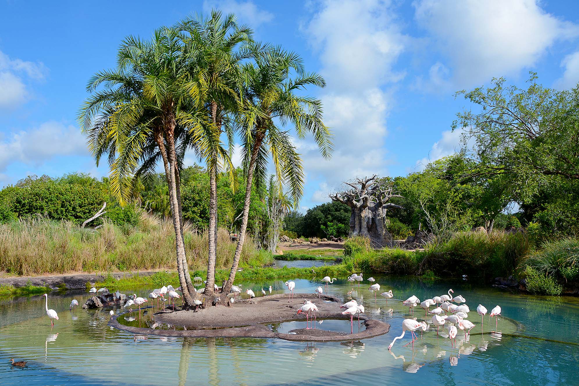 Kilimanjaro Safaris Disney's Animal Kingdom